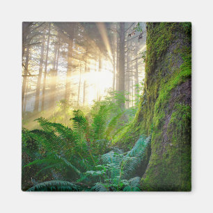 Pazifischer Küstenwald, Oregon Magnet