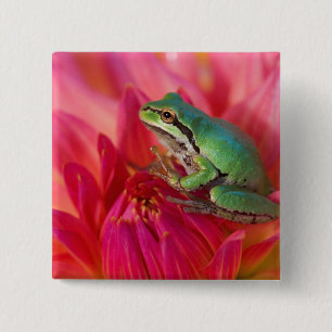 Pazifischer Laubfrosch auf Blumen in unserem Garte Button