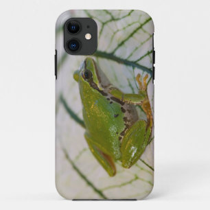 Pazifischer Laubfrosch auf Blumen in unserem Garte Case-Mate iPhone Hülle