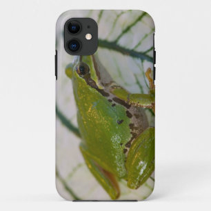 Pazifischer Laubfrosch auf Blumen in unserem Garte Case-Mate iPhone Hülle
