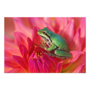 Pazifischer Laubfrosch auf Blumen in unserem Garte Fotodruck