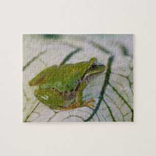 Pazifischer Laubfrosch auf Blumen in unserem Garte Puzzle