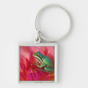Pazifischer Laubfrosch auf Blumen in unserem Garte Schlüsselanhänger