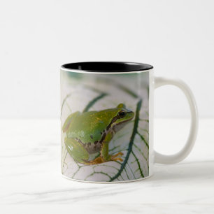 Pazifischer Laubfrosch auf Blumen in unserem Garte Zweifarbige Tasse