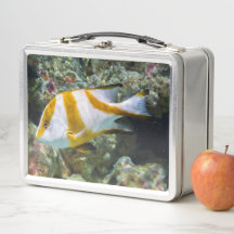 Pazifischer Ozean Red Kaiser Snapper White Brown B