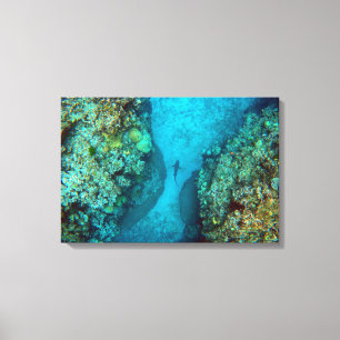 PAZIFISCHER REEF-SHARK 16x24 Leinwanddruck