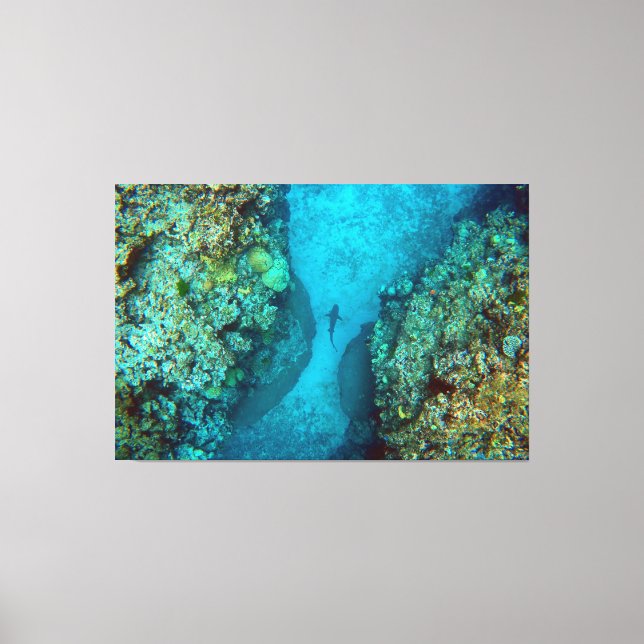 PAZIFISCHER REEF-SHARK 40x60 Leinwanddruck (Vorderseite)