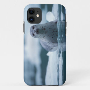 Pazifischer Seehund, Phoca vitulina richardsi Case-Mate iPhone Hülle
