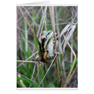 Pazifischer Treefrog oder Chorusfrosch