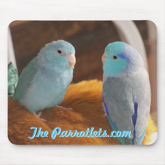 Pazifisches blaues Parrotlets Mousepad (Vorne)