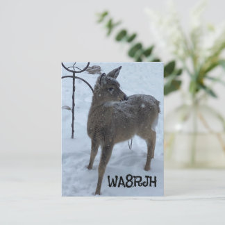 PC Winter Baby Hirsch Ham Op Amateur Radio qsl Kar Postkarte