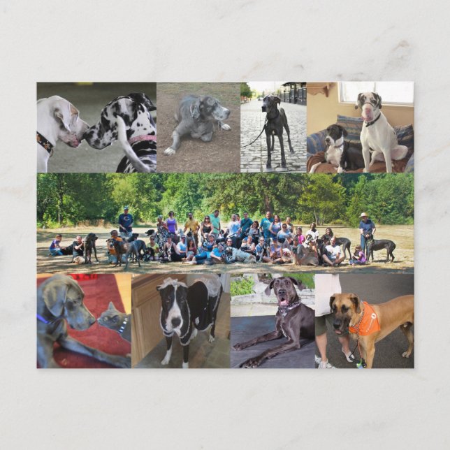 PDXDanes Postcard Postkarte (Vorderseite)