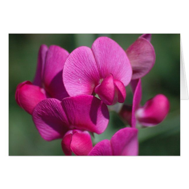 Pea-Blüten (Vorderseite (Horizontal))