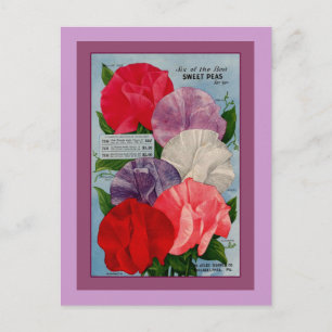 Pea Pflanze Vintage Saatpackung Art Postkarte
