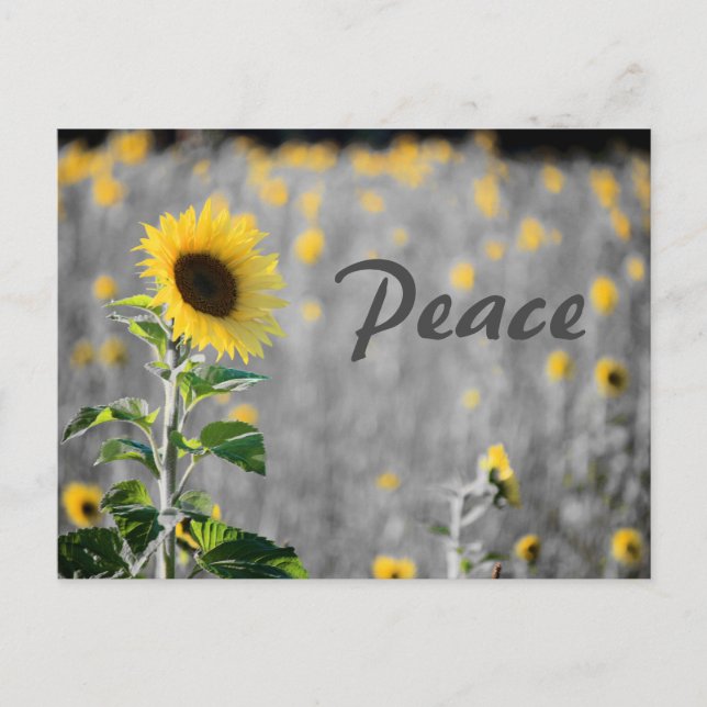 "Peace" Feld der Sonnenblumen, Schwarz & Weiß Postkarte (Vorderseite)