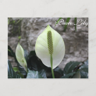 Peace Lily # 3 Postkarte