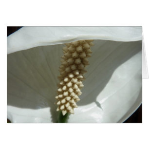 Peace Lily Elegante
