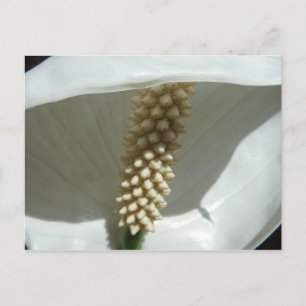 Peace Lily Elegante Postkarte
