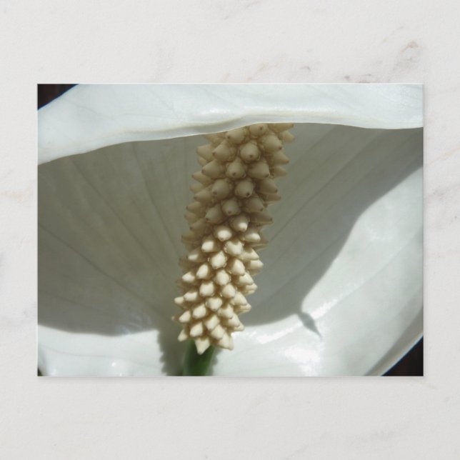 Peace Lily Elegante Postkarte (Vorderseite)