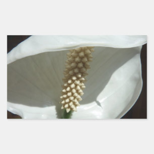 Peace Lily Elegante Rechteckiger Aufkleber