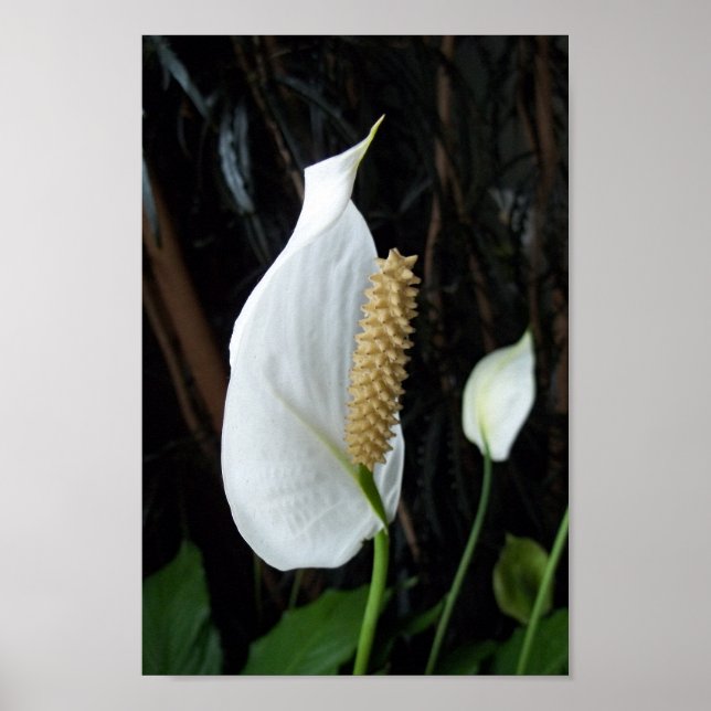 Peace Lily Floral Fotografy Poster (Vorne)