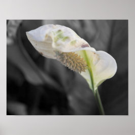 Peace Lily - Selektive Farbe Poster