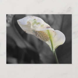 Peace Lily - Selektive Farbe Postkarte