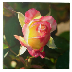Peace Rose Bud Pink Yellow Petals Nature Foto Fliese