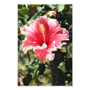 Peach and Pink Hibiskus Tropical Blume Foto