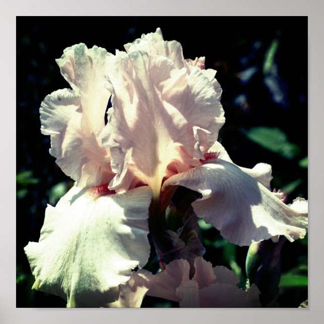 Peach Bearded Iris Blume 2 Up Nah Poster (Vorne)