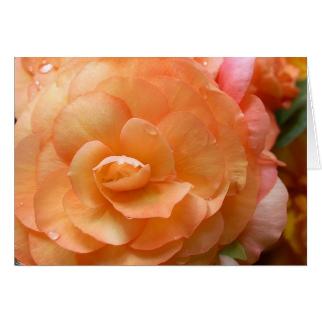 Peach Begonia (Vorderseite (Horizontal))