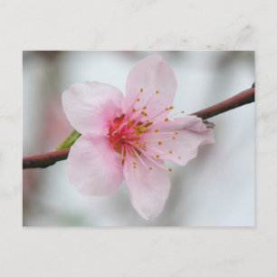 Peach Bloom Postkarte