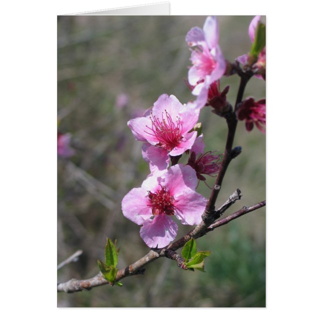 Peach Blossom (Vorne)