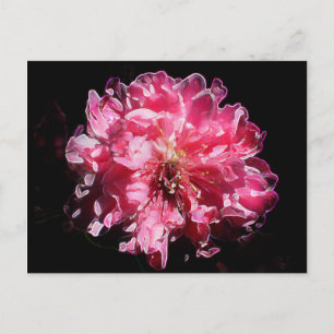 Peach Blossom Blume Postkarte