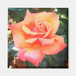 Peach-Blume Magnet