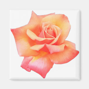 Peach-Blume Magnet