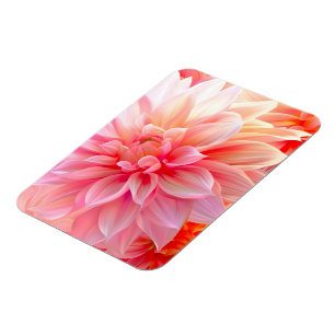 Peach Blush Dahlia Blossom Magnet