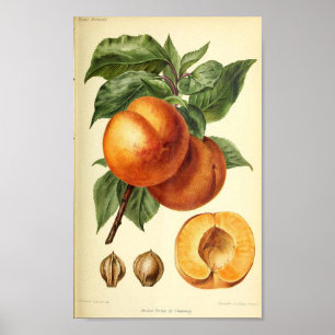 Peach Botanical Fruit Print Poster