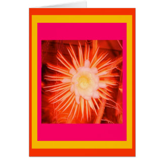 Peach Cactus Blume