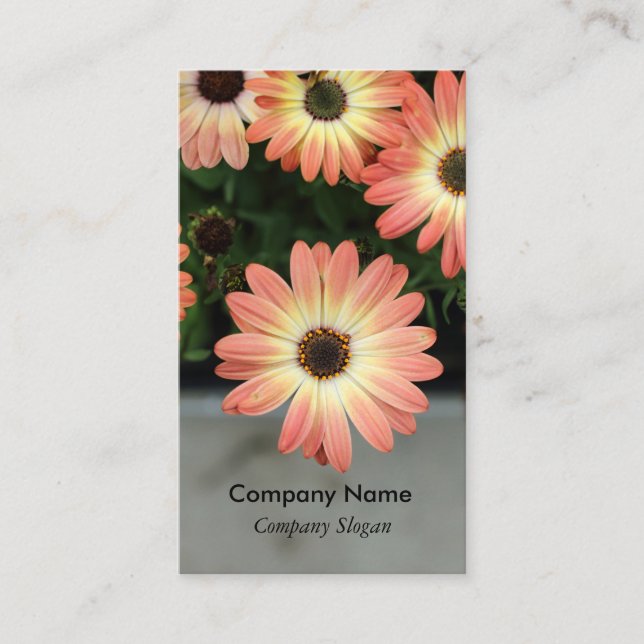 Peach Color African Daisies Visitenkarte (Vorderseite)