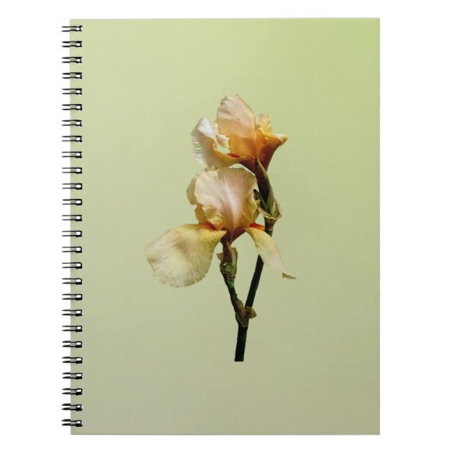 Peach Colored Irises Notizblock (Vorderseite)