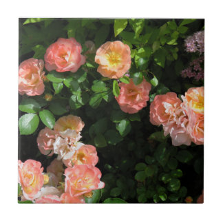 Peach Drift Rose Fliese