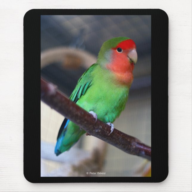 Peach-faced lovebird mousepad (Vorne)