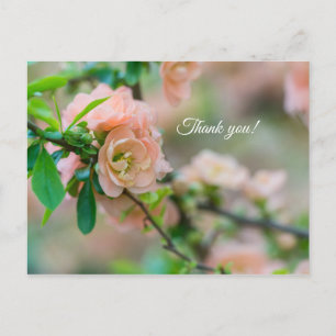 Peach Flower Quince Danke Post Card Postkarte