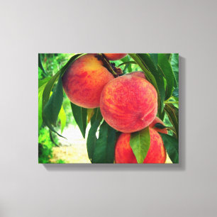 Peach Fruit Tree Branch Stretched Canvas Print Leinwanddruck
