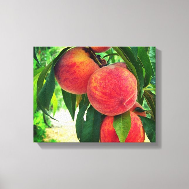 Peach Fruit Tree Branch Stretched Canvas Print Leinwanddruck (Vorderseite)