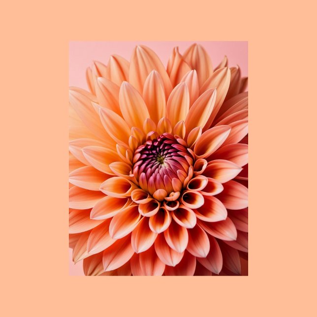 Peach Fuzz, Dahlia Blume, Postüberqueren Postkarte (Von Creator hochgeladen)