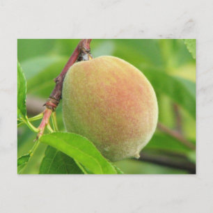 Peach Fuzz Postkarte