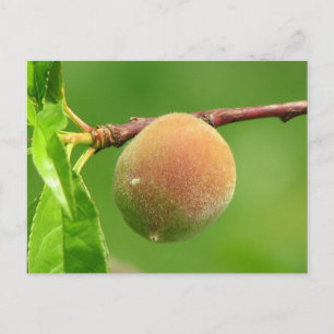 Peach Fuzz Postkarte