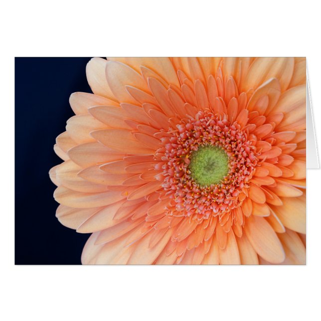 Peach Gerbera (Vorderseite (Horizontal))
